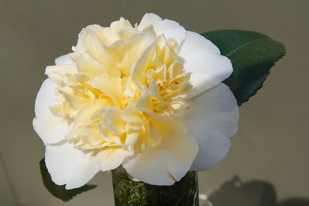 x williamsii Jury's Yellow